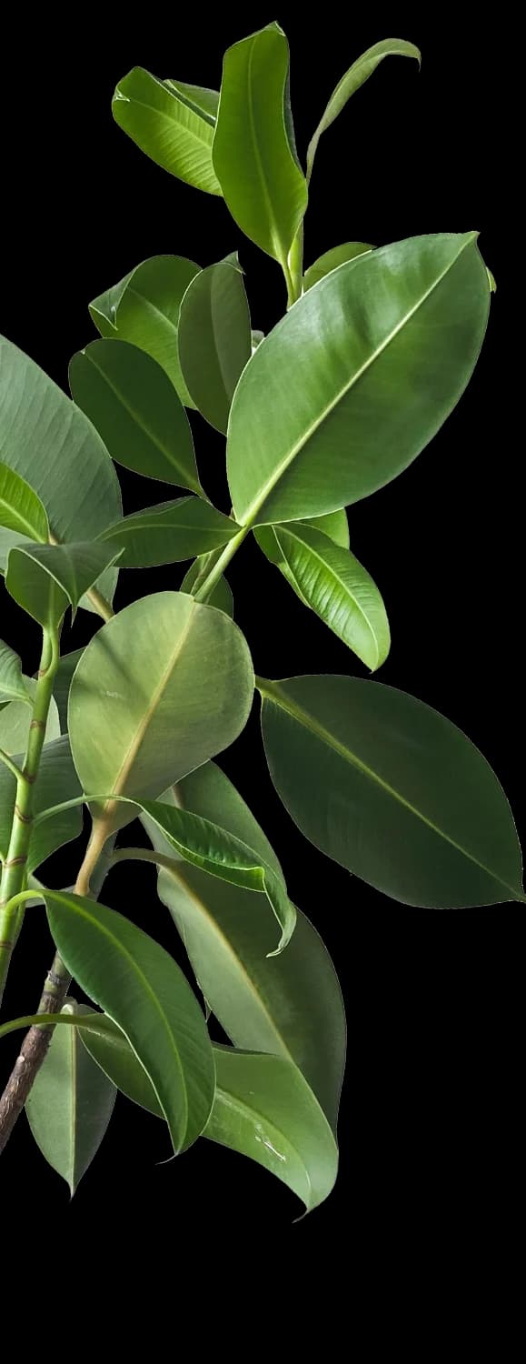 Tropical Plant Leaves