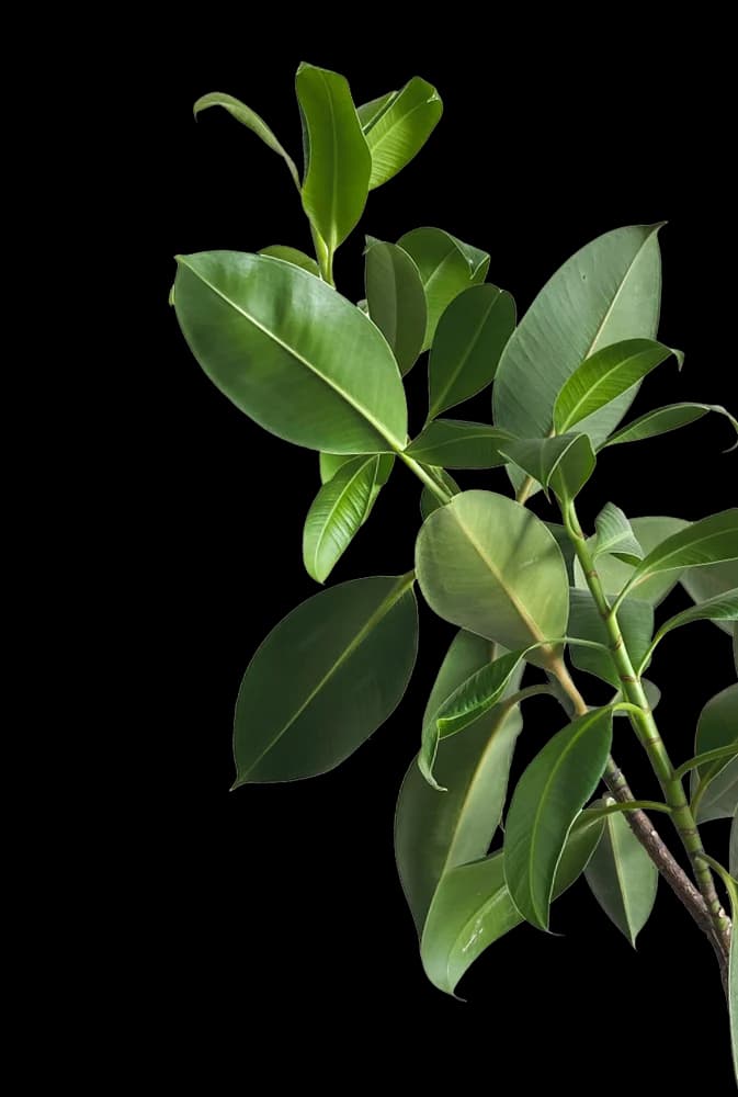 Decorative Plant